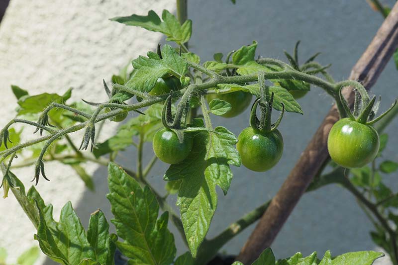 未成熟的绿色西红柿在藤蔓上生长，照片在阳光下，背景是一堵白色的墙。