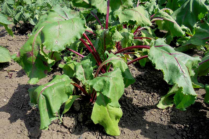 一棵生长在花园里的甜菜植株的近距离水平图像，叶子在阳光下枯萎，根系受到土壤传播的线虫的损害。
