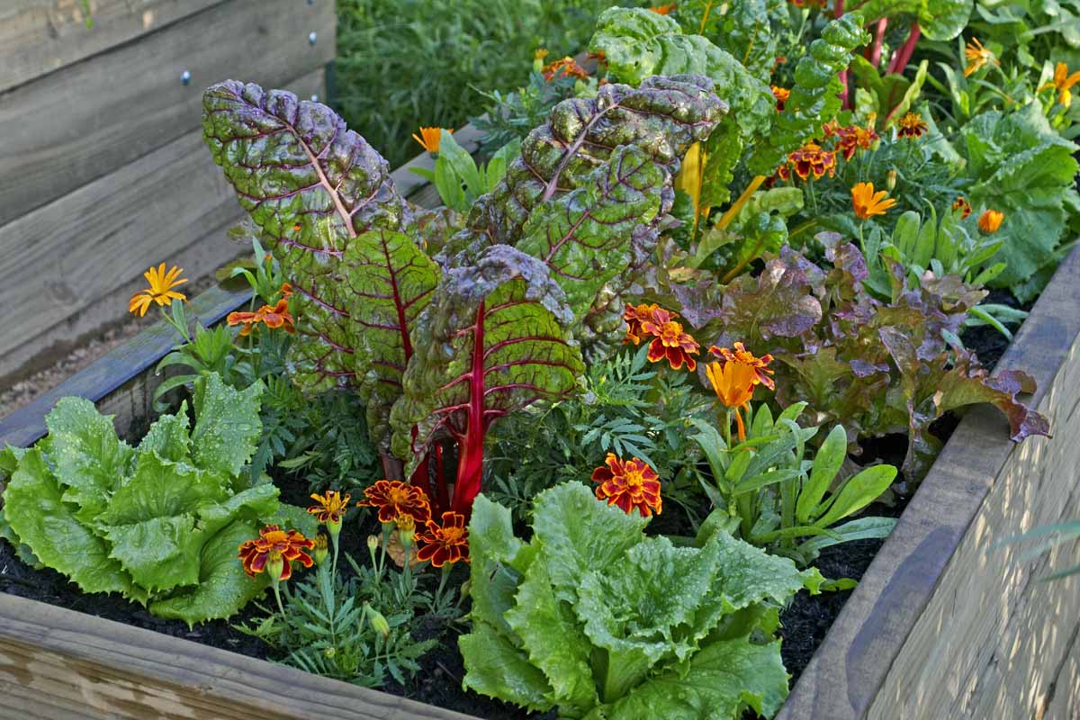 一个木制的形象提高了花园床种植甜菜,生菜,金盏花,植物和各种其他的同伴。BOB体育APP苹果下载