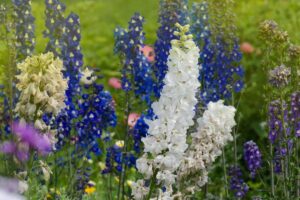关闭水平图像的白色、蓝色、紫色花种植在花园里,见绿色软焦点的背景。