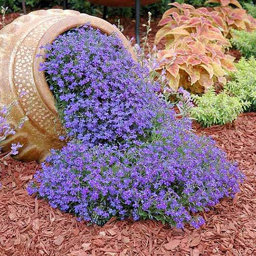 一个方正的陶土花盆，放在它的一边，紫色的“蓝地毯”花从花盆里溢出来，洒向一个覆盖着地膜的花园。背景是其他植物的软焦点。