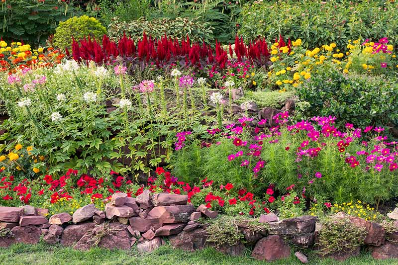 边界水平的五颜六色的花在夏天花园与各种色彩鲜艳的花朵。