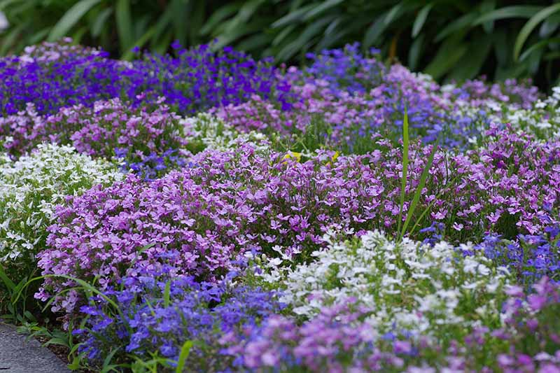 蓝色、白色和紫色半边莲的彩色边缘，作为拖曳的地被植物，背景中有柔和的树叶。