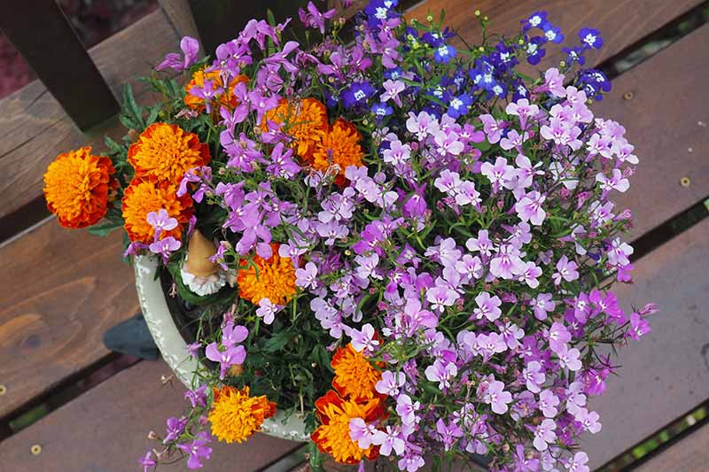 一个近距离，自上而下的水平图像，一个容器种植万寿菊和蓝色和紫色半边莲溢出边缘，设置在一个木制表面。