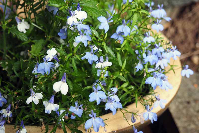 一个近距离的水平图像，浅蓝色的花园半边莲生长在一个陶土罐设置在一个木制表面。