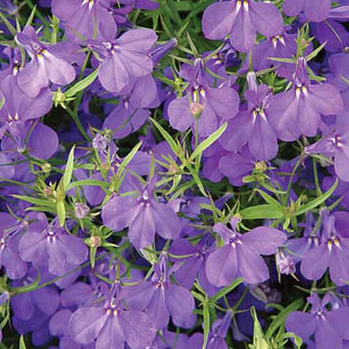 一个近距离的正方形图像，浅紫色的羊草“水晶宫”花生长在花园里的阳光。