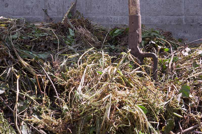 一个近距离的水平图像，一个花园叉子插在堆肥堆里翻绿色，背景是一堵混凝土墙。
