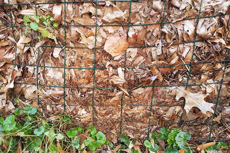 一个近距离水平图像的堆肥堆与干燥的秋叶后面的铁丝网围栏。