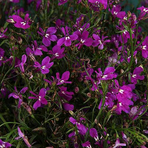 一个近距离的深紫色花的正方形图像，白色斑点生长在花园的阴影位置。这个物种是半边莲。大露西亚。
