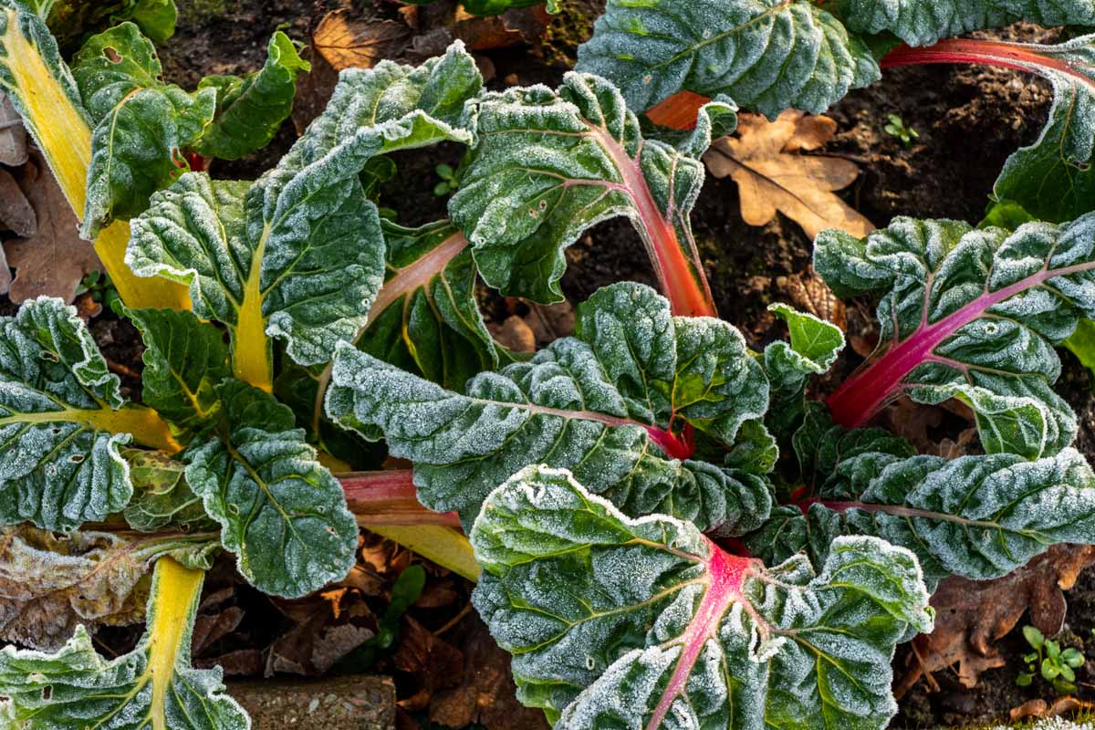 密切的横向图像瑞士甜菜生长在深秋花园布满薄霜的深绿色叶子多彩的茎。