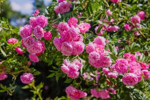 一个近距离的水平图像，亮粉色玫瑰生长在明亮的阳光下，在一个软焦点背景。