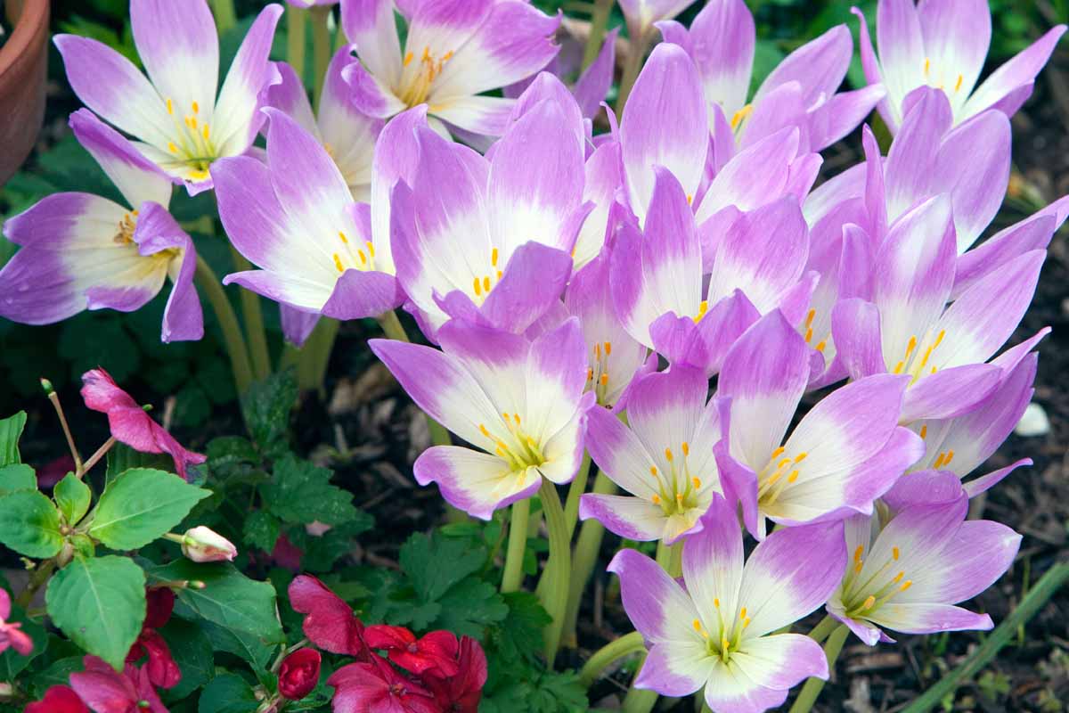 密切的横向图像在花园里盛开的紫色和白色秋水仙碱叶柔软的包围。