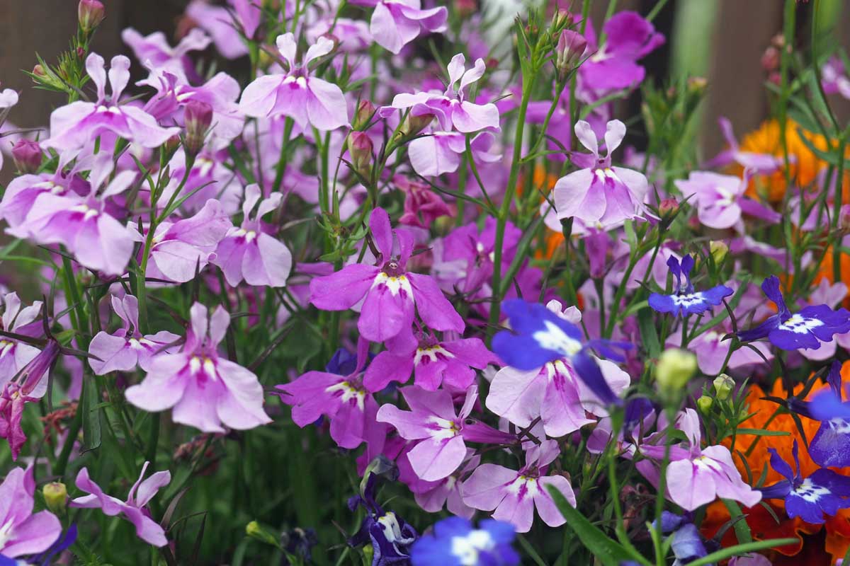 近水平形象的蓝色,粉色,紫色花园半边莲生长在一个容器,在后台软焦点消退。