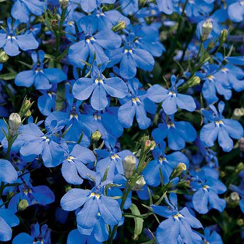 在明亮的阳光下，花园中生长的亮蓝色“拉古纳深蓝色”的近距离正方形图像。