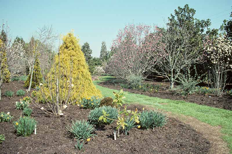 一个水平图像的花园边界与各种多年生植物种植，覆盖与叶霉菌，在蓝色的天空背景。