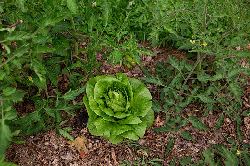 一个近距离的水平图像的生菜植物周围的番茄植物和地上的叶子覆盖物。BOB体育APP苹果下载