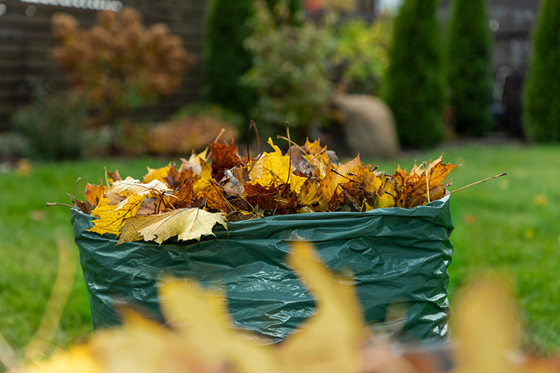 一个绿色塑料花园袋的近距离水平图像，里面装满了新收集的秋叶，背景是一个花园场景。