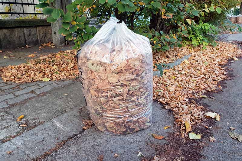 一个透明的塑料袋放置在人行道上，里面装满了秋叶，背景是栅栏和灌木。