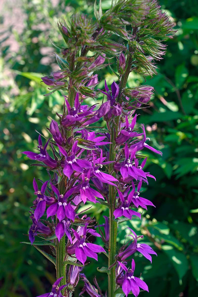 这是一张近距离垂直拍摄的半边莲图片，上面的紫色花朵直立生长在夏季花园的阴凉地带，照片是在柔和对焦背景下的阳光过滤下拍摄的。