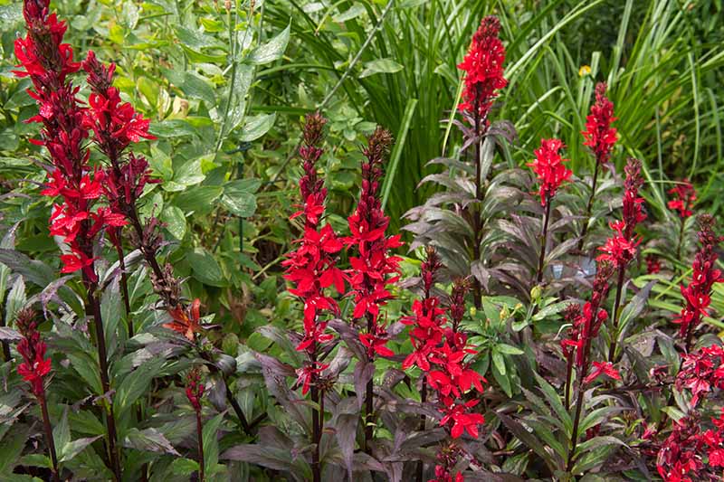 一个近距离的水平图像，明亮的红色红衣主教花生长在夏季花园，树叶在背景的软焦点。