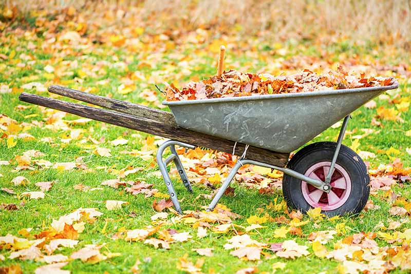 一个近距离的水平图像，一辆手推车在花园里装满了叶子耙从草坪。
