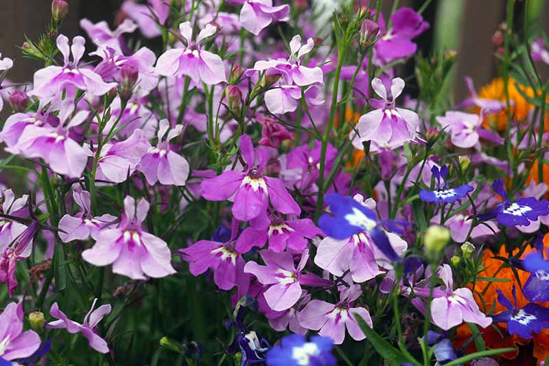 一个近距离的水平图像，蓝色、粉色和紫色的花园半边莲生长在一个容器中，在背景中逐渐变软。