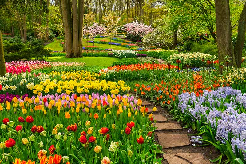 一个水平的图像，正式的花园边界种植着各种不同颜色的春季开花球茎，盛开着，在树下有一条小径蜿蜒穿过。