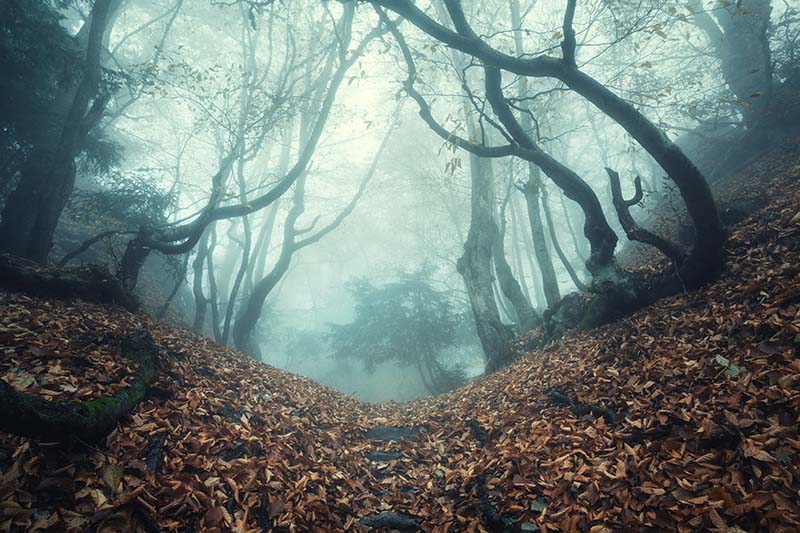 水平的照片一个险恶的森林道路贯穿而过在薄雾,雾蒙蒙的夜晚。