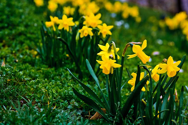 近距离的水平图像，亮黄色的水仙花生长在草坪上，在春天盛开。