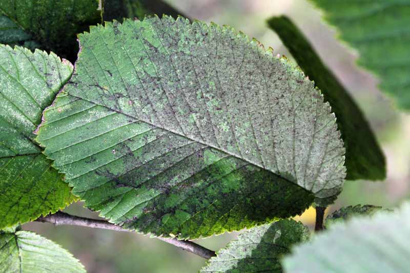 黑暗的乌黑的模具涵盖了植物叶子上。