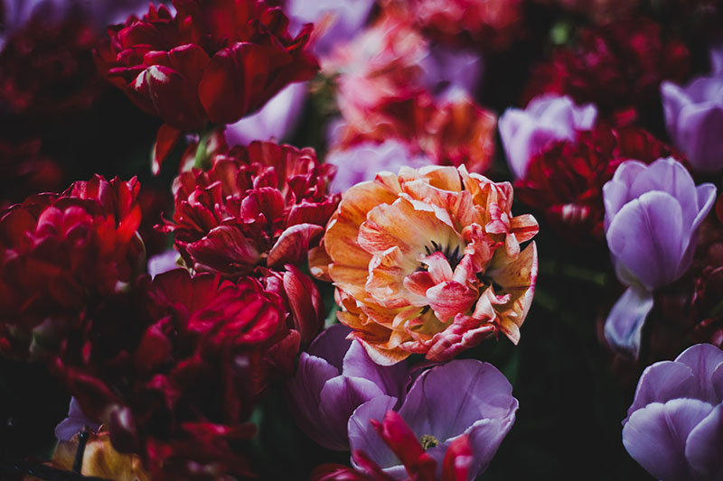 近距离水平图像的红色，紫色和橙色双杂交牡丹郁金香生长在花园里，图片在一个软焦点背景。