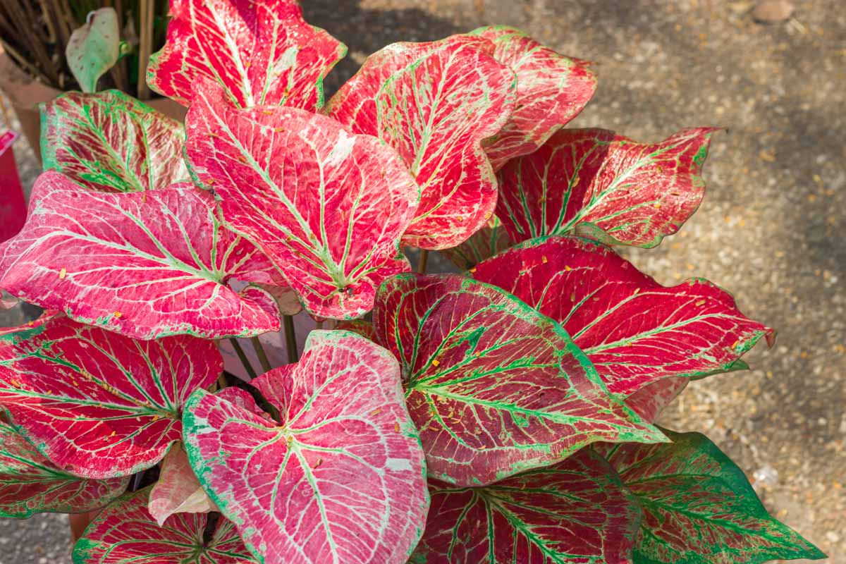 关闭水平图像的红色和白色的树叶贝母植物生长在一锅,在背景光阳光照在软焦点图。