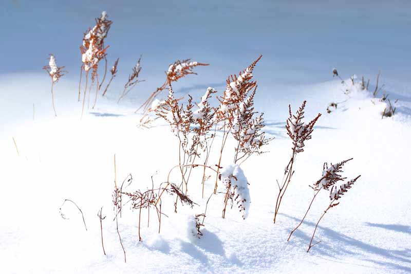 在明亮的阳光下拍摄的落新妇花茎在雪中盛开后的近距离水平图像。