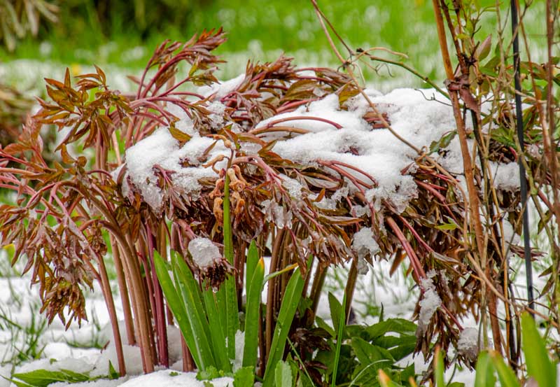 这是一株多年生牡丹的近距离水平图像，它的茎和叶呈红褐色，地面和植物上都有一层薄薄的雪，背景是柔和的焦点。