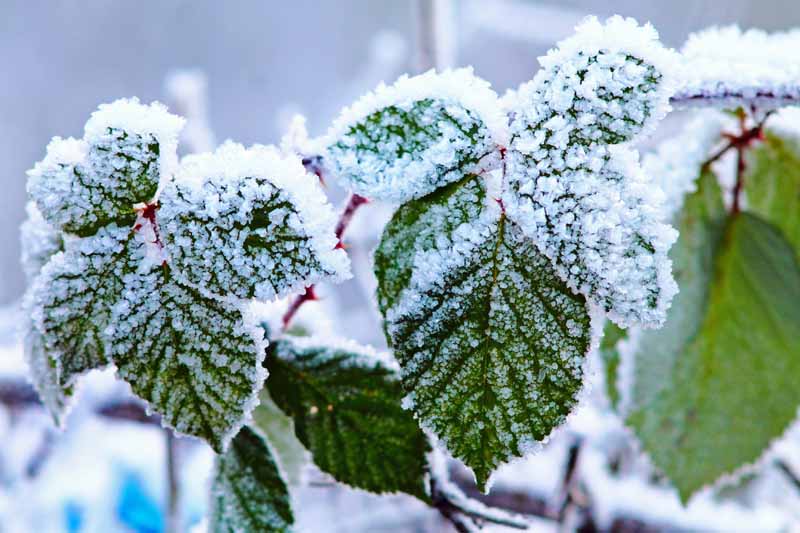 这是一棵覆盖在霜和雪中的bosenberry植物的叶子的近距离水平图像，在柔和的焦点背景下拍摄。
