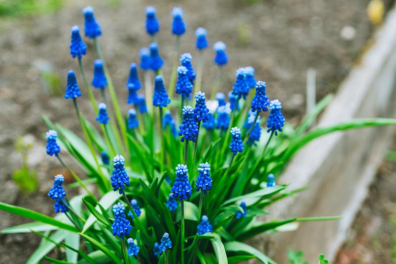 一个近距离的水平图像的小葡萄风信子植物与几个明亮的蓝色花在一个木制的花园床。