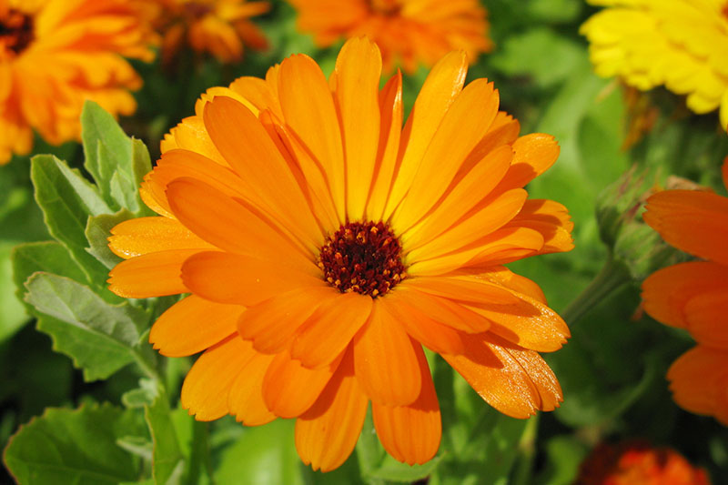 一个近距离的水平图像，明亮的橙色花盆金盏花生长在明亮的阳光下，在一个软焦点背景。