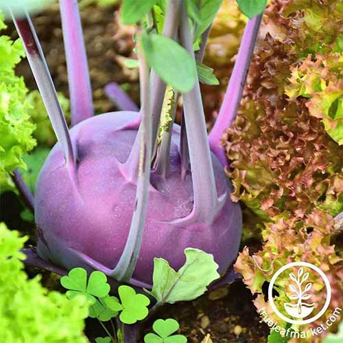一个“紫色维也纳”大头菜生长在被沙拉蔬菜包围的花园里的近距离正方形图像。在框架的右下方是一个带有文本的白色圆形标志。