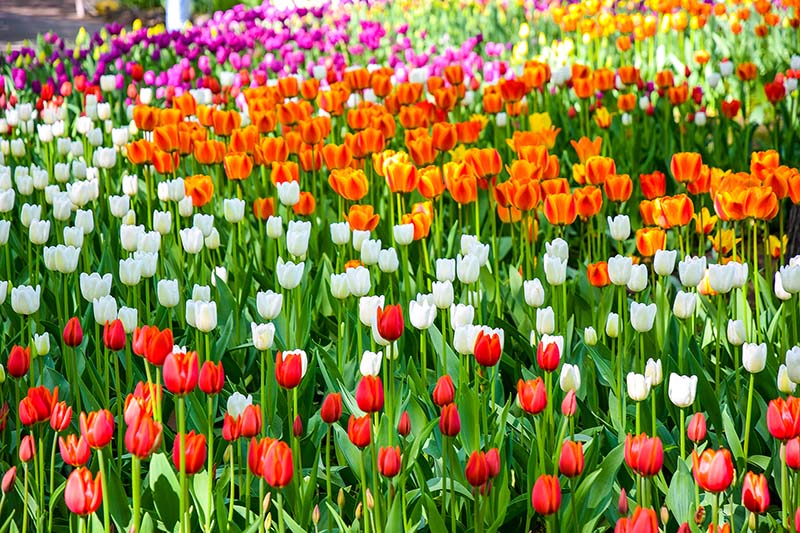 不同类型的郁金香生长在不同颜色的领域的水平图像。