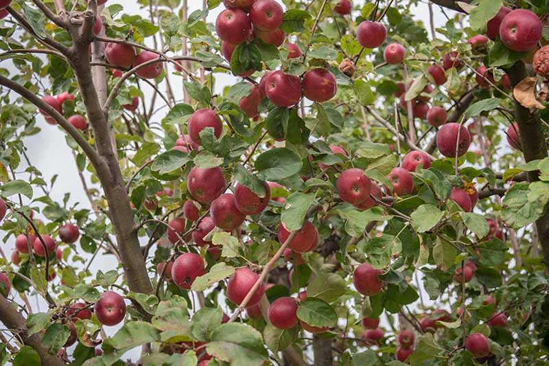 近水平形象的树和一大批成熟红色水果采摘,周围绿色的树叶见在一软焦点的背景。