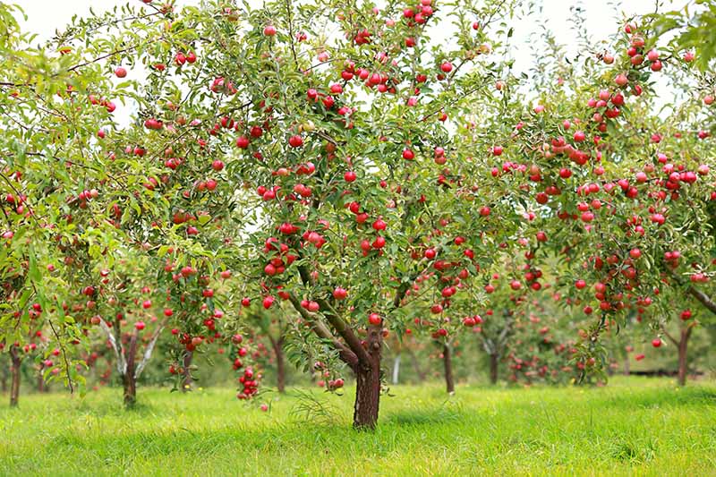 水平的果园里的树充满成熟红色水果准备收获,与草坪周围。