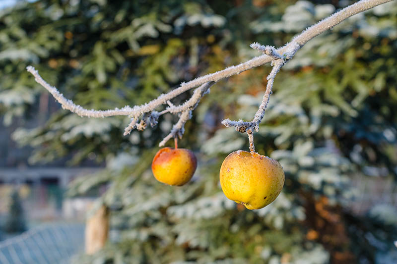 水平的分支树的两个水果坏的结果重霜覆盖它们,见光阳光。在后台是软焦点树叶。