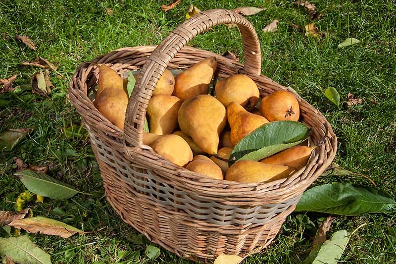 近水平形象的柳条篮子装满新鲜收获梨在草坪周围的秋叶,见光阳光。