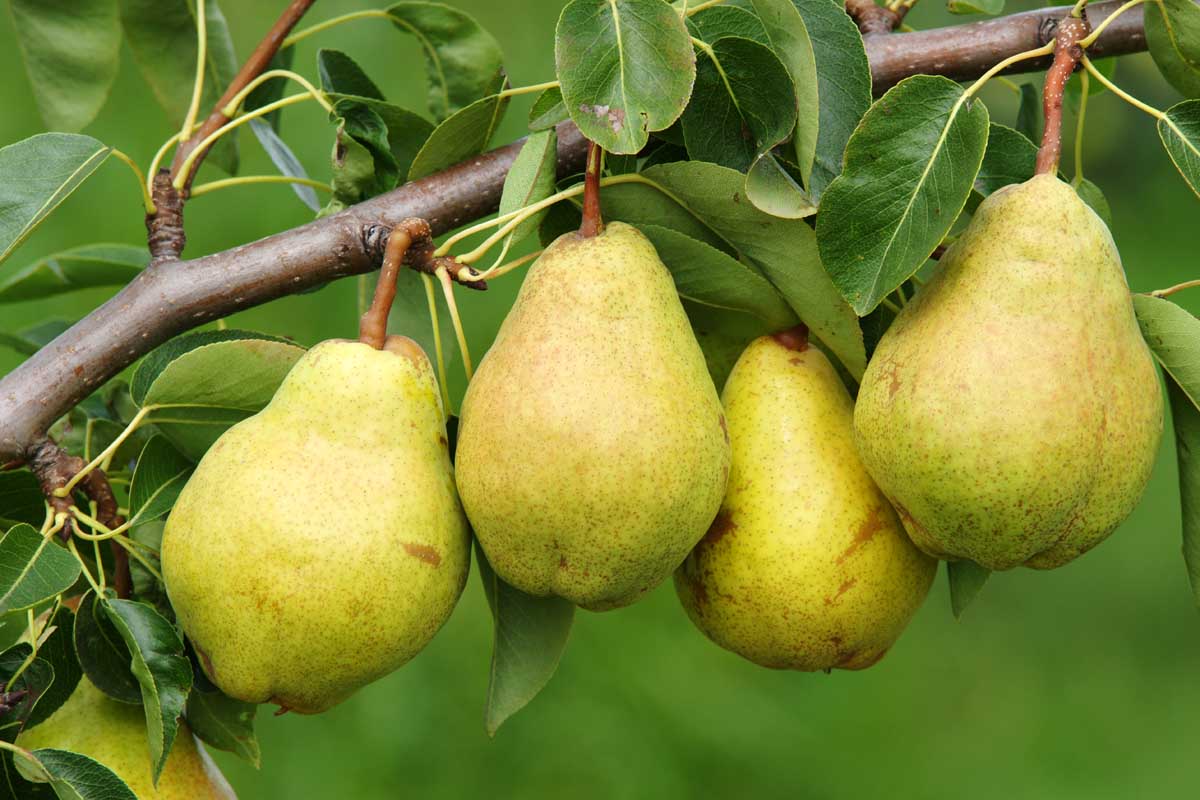 梨(Pyrus普通的)水果挂在树枝上准备好收成。