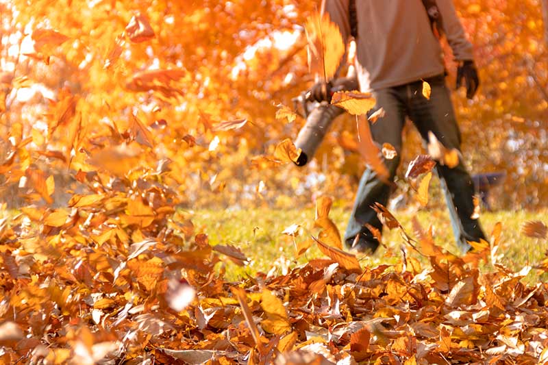 近水平形象的人软焦点清理花园的秋叶。