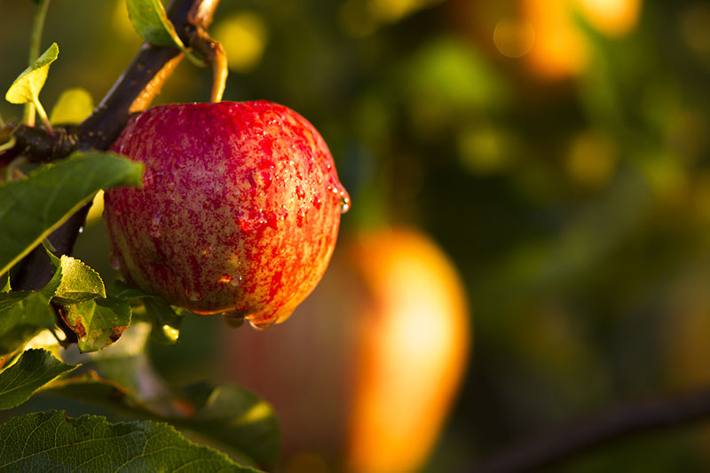 关闭水平的成熟红色水果的水滴,挂在树,见光秋天阳光照在软专注绿色背景。