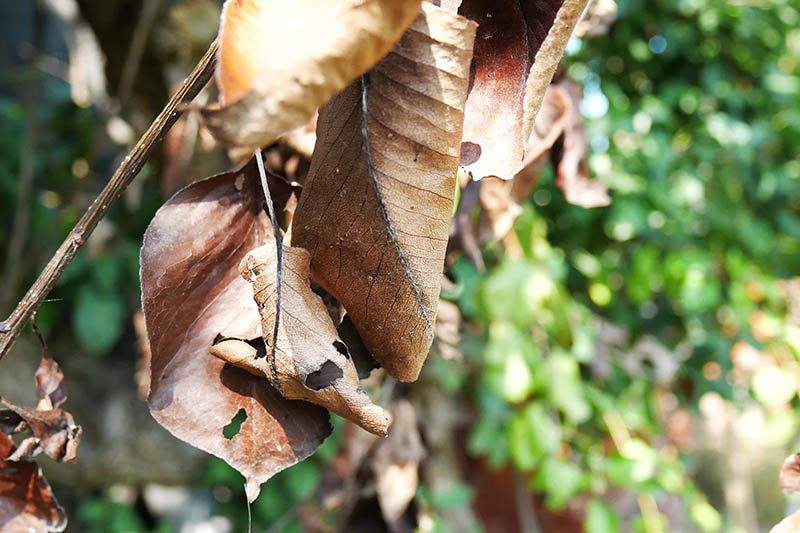 的近距离水平图像叶子的树梨火疫病感染了布朗,在背景光阳光照在软焦点图。