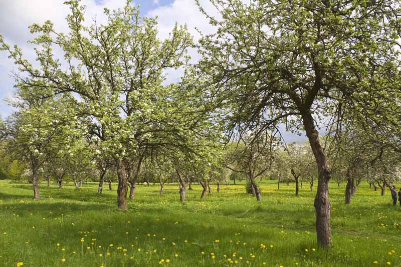 水平的果园里的苹果和梨树装满水果与蓝色的天空和云在后台。