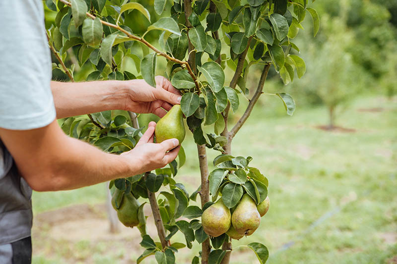 园丁的近水平形象检查上的水果Pyrus普通的树,见软焦点的背景。