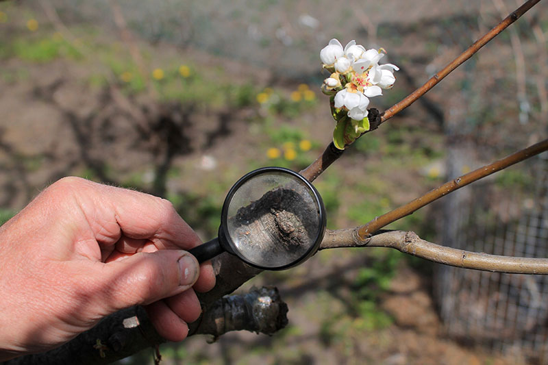 密切的横向图像一个园丁拿着放大镜显示贪污加入一个果树嫁接到不同的根茎,软焦点的背景图。